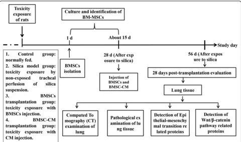 Fig. 1 Experiment design to study the anti-fibrosis effects of advanced transplantation of BMSCs or BMSC-CM in adult rats