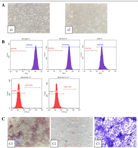 Fig. 2 Cultivation and characterization of rat BMSCs.(c a Morphology of bone marrow cell in passage 1 (a1, × 100) and passage 3 (a2, × 100)