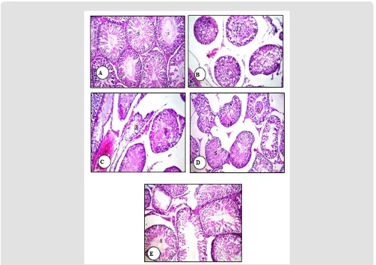Figure 1:  Photomicrographs of rat testis sections stained with haematoxylin and eosin (40)