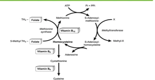 Fig. 3. Involvement of B vitamins in homocysteine metabolism. Source: Lehmann M et al