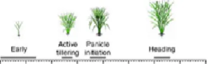 Fig 2. Growth Stages in paddy plants 