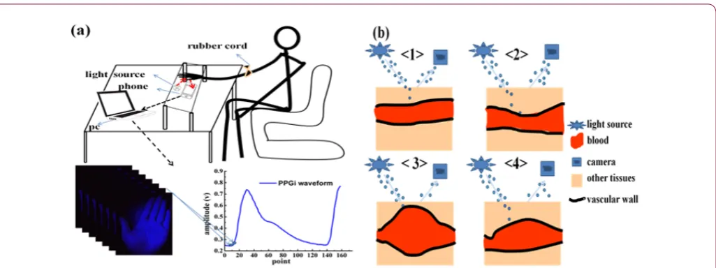 Figure 1: Diagrams for the measuring setup (a) and ROI selection principle (b) of PPGi technology