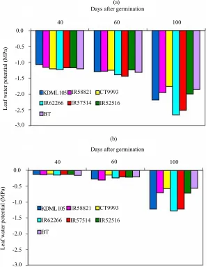 Figure 3. Degree of leaf death in the seven rice cultivars subjected to drought stress