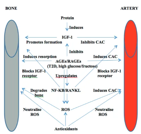 Figure 3: Action of protein and sugars on bone and arteries