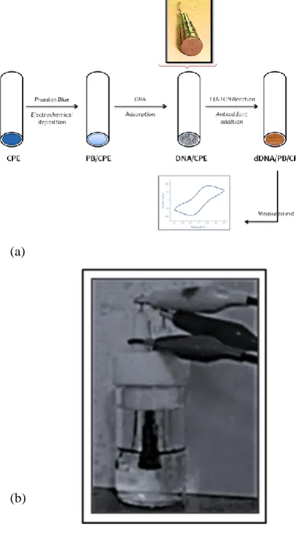 Figure 2. (a) Schematic representation of the preparation of DNA/PB/CPE and measurement of DNA damage b) Measurement setup 