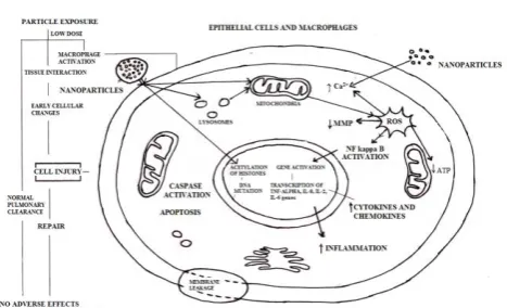 Figure 1. Nanoparticles interaction with the cell and various mechanisms involved in toxicity 