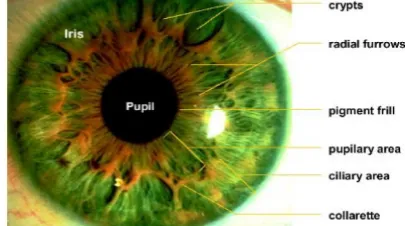 Fig. 1 The structure of the iris seen in a frontal section arching ligaments, crypts, radial & contraction furrows, pupillary Iris has meshwork of connective tissue that displays frill, collaratte and freckles