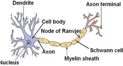 Figure 2.  structure of typical neuron 