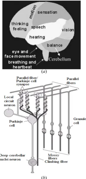 Figure 2  (a) structure of brain (b) structure of cerebellum 