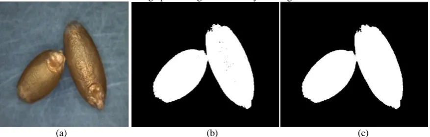 Fig 1. (a) Input image with two wheat grains touching each other (b) Binary image of input image (c) Pre-processed image from binary image