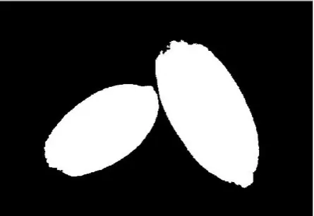 Fig. 3 Touching Grains with boundaries segmented.  