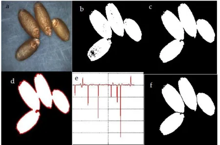 Fig. 4 A typical multiple kernel separation procedure for three grains: (a) original image showing multiple touching kernels; (b) Binary image (c) Pre-processed image (d) the curvature value as a function of cumulative radial distance where the nodal point