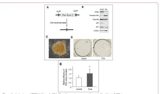Figure 1:  Activation of PTEN/Akt and p53/p21 pathways in mouse embryonic fibroblasts (MEFs).prepared from Pten conditional knockout micea) Scheme of Cre-loxP system to knockout Pten gene.b) Western blotting for PTEN, phosphorylated Akt, total Akt, p53, an