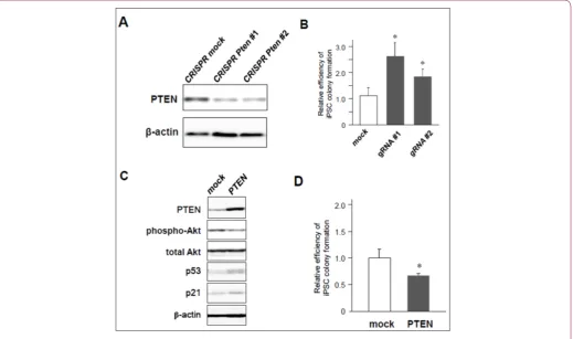 Figure 2:   iPSC reprogramming efficiency from MEFs with knock-down or overexpression of PTEN.c) d) a) Significant downregulation of PTEN in MEFs transduced with CRISPR/Cas9 against Pten gene