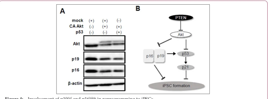 Figure 4:    Involvement of p19b) a) Arf and p16Ink4a in reprogramming to iPSCs.CA Akt reduced expression of p19Arf and p16Ink4a which was not recovered by forced expression of p53.Scheme of the signaling pathways of PTEN/Akt, p53/p21, and p19/p16 involved in iPSC formation.
