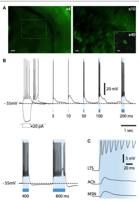 FIGURE 7 | Light-evoked responses of striatal neurons in Som-ChR2mice. (A)LTS interneuron, a light pulse evoked a short-latency (supra-threshold depolarization