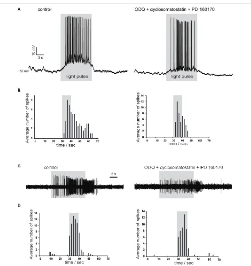 FIGURE 8 | Photostimulation evokes slow depolarizations in cholinergic interneurons in Som-ChR2 mice
