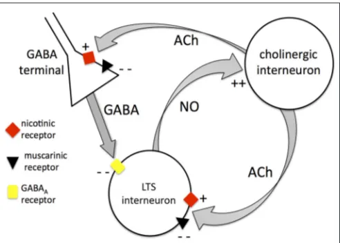 FIGURE 10 | Mutual control between cholinergic interneurons and LTSinterneurons. Diagram summarizing the interactions between cholinergicinterneurons and LTS interneurons