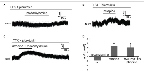 FIGURE 4 | Nicotinic and muscarinic antagonists affect LTS interneurons in the presence of TTX and picrotoxin
