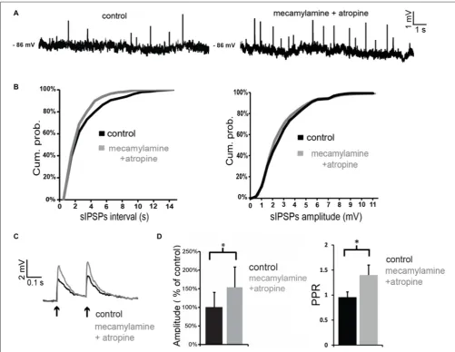 FIGURE 6 | Co-application of nicotinic and muscarinic antagonists increases GABAergic inputs to LTS interneurons