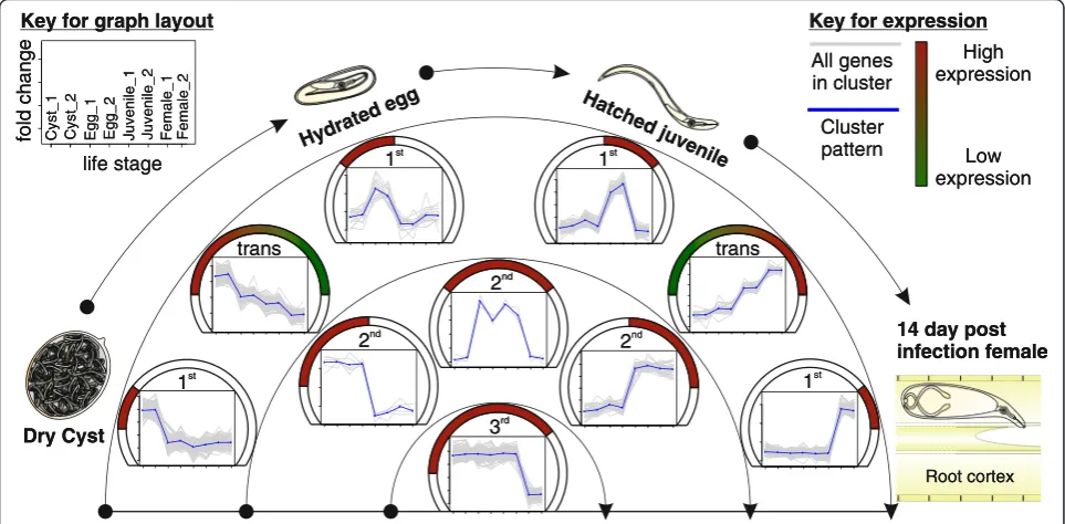 Fig. 2 Example of differential gene expression clusters in the context of nematode biology