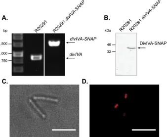 Fig. 4. Effect of heat treatment on the conjugation efsents the mean and standard deviation of data collected from experiments performedin triplicate using biological duplicates