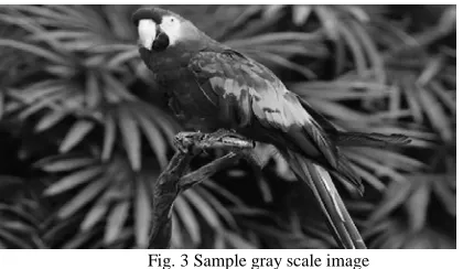 Fig. 3 Sample gray scale image   