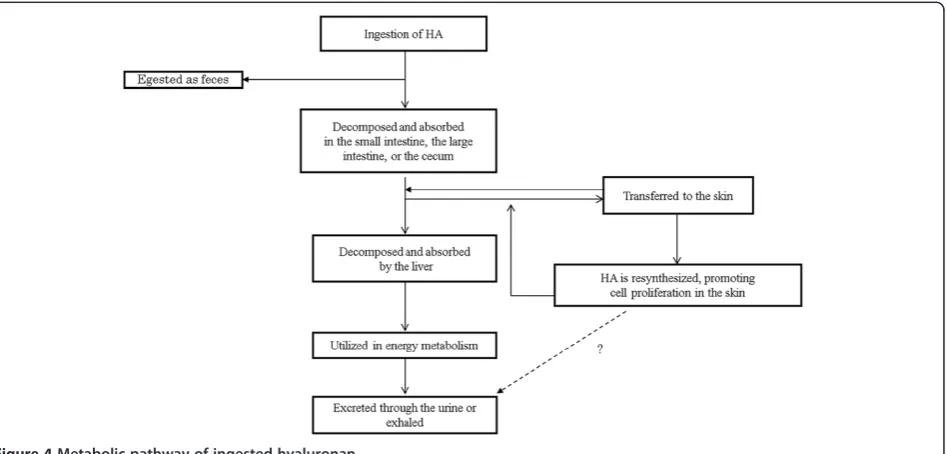 Figure 4 Metabolic pathway of ingested hyaluronan.