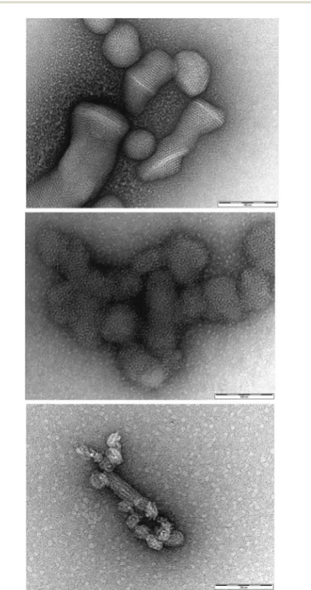 Fig. 4TEM images of self-assembled micellar nanostructures binding(middle) Cto heparin to yield a hierarchically organised self-assembled nanoscaleaggregate and supporting the view that self-assembled micellesremain stable under polyanion binding condition