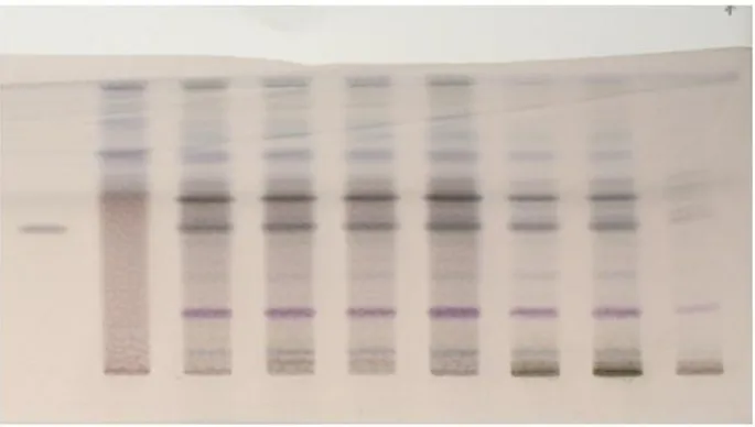 Figure-2 HPTLC method development and validation 