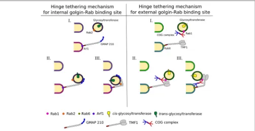 FIGURE 3 | Intra-Golgi retrograde vesicle tethering and targeting. Vesicles carrying glycosylation enzymes are targeted to the correct cisternae by differentThis tethering and the movement of the vesicle to the cisternal membrane at the base of the golgin 