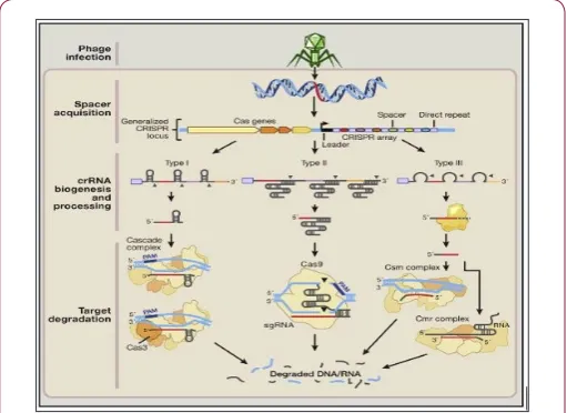 Figure 1: Comparison of Type I, II and III CRISPR systems.