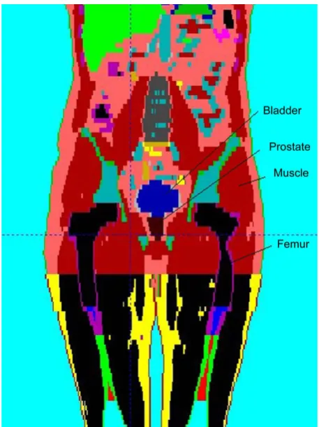 Figure 1. Visualization of the different structures present in the male anthropomorphic simulator, recommended by ICRP110