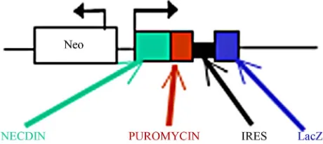 Figure 1. Targeting vector with Necdin promoter-selection- reporter (pNec-SR). Plasmid pUC19 was modified with restric- tion sites by sequential ligation of oligolinkers and the follow- ing gene fragments were sequentially cloned: a neomycin gene (Neo) und