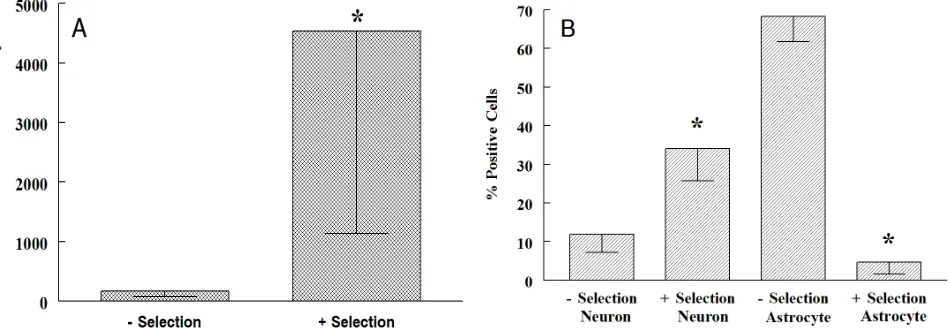 Figure 4. Puromycin selection (day 12). (A) Beta-galactosidase activity measured in cells treated without (− selection) and with (+ selection) puromycin
