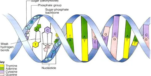 Fig. 1  Basic DNA Structure. 