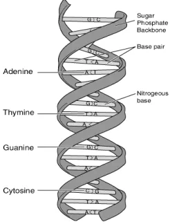 Fig. 2 Watson & Crick Model of DNA. 