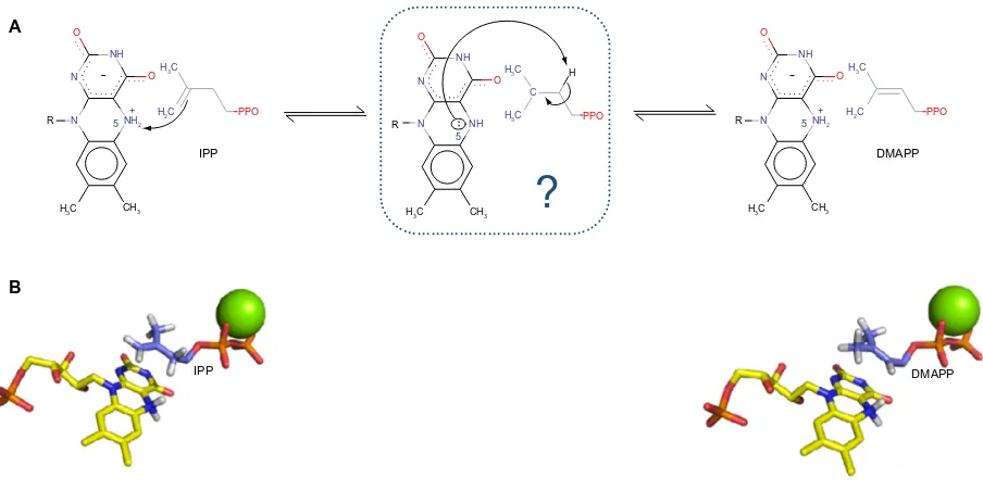 Figure 2 (A) Proposed mechanistic scheme of the enzymatic reaction. N5 of the cofactor protonates the alkene moiety of iPP