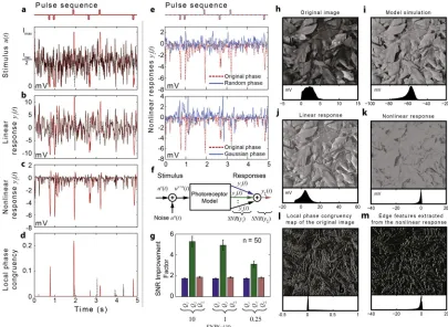 Fig 3. Fly photoreceptors are tuned to detect and enhance phase congruent features. a, Synthetic stimulus (red)consisting of a white noise sequence (dashed black line) superimposed by a sequence of square pulses (50 msduration) (top)