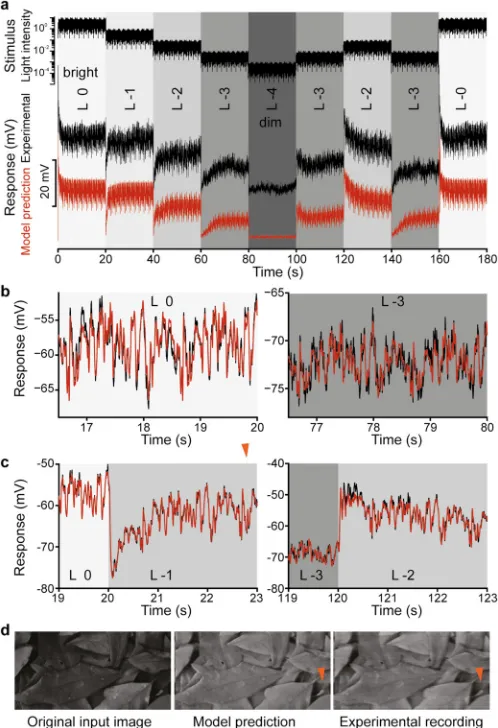 Fig 1. Evaluation of the adaptive photoreceptor model. a, Multi-level naturalistic stimulus sequence (top);