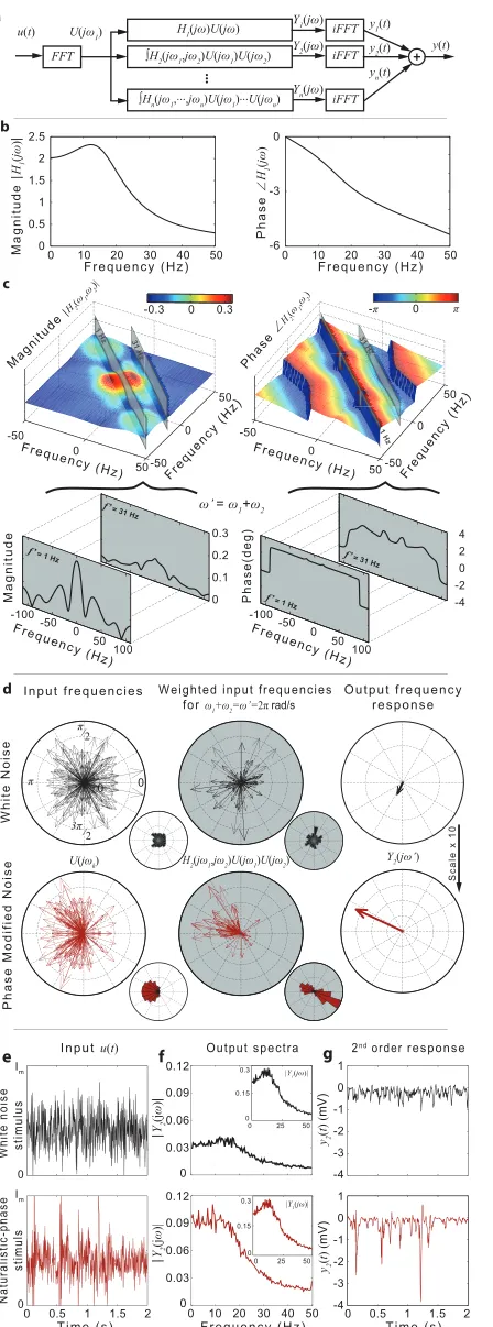 Fig 2. Output frequency response decomposition elucidates differences in photoreceptor codingwhite noise and naturalistic stimuli
