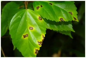 Figure 1.Bacterial disease on leaf