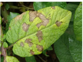 Figure 2.Viral disease on leaf