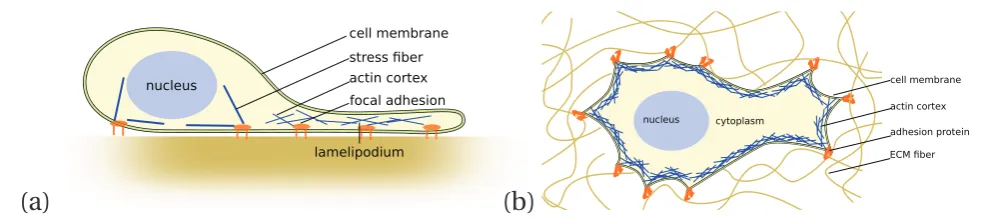 Figure 1. Cartoon showing (a) a cell crawling on a 2D substrate and (b) a cell migrating in a 3D extracellular matrix environment
