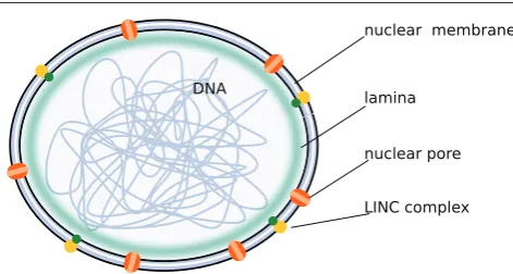 Figure 2. Cartoon showing a nucleus. The nuclear envelope, represented by a double black/mauve bilayer, is supported by the lamina represented in green
