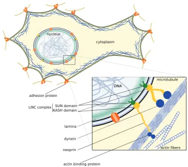 Figure 3. Cartoon showing nucleus-cytoskeleton-extracellular matrix connections in the main picture, and focusing on nucleus-cytoskeleton connections in the zoom in