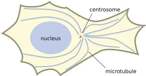 Figure 4. Cartoon showing the spacial organisation of the nucleus, microtubules (blue) and centrosome (red) in a cell migrating from left to right on a 2D substrate