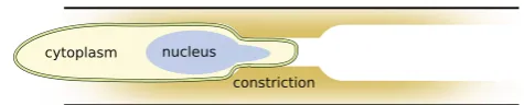 Figure 5. Cartoon showing a cell migrating through a constriction in a channel.