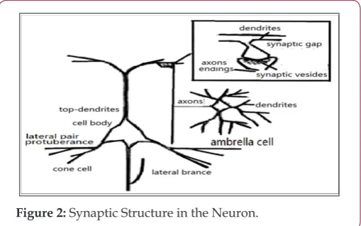 Figure 1: The Structure of the Neuron.