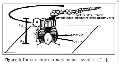 Figure 4: The structure of rotary motor – synthase [1-4].